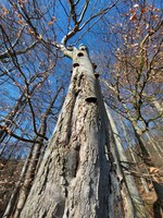 26. Mai 2024 um 9:30 Uhr Exkursion Waldökologie: „Habitatbäume kennen und wertschätzen“