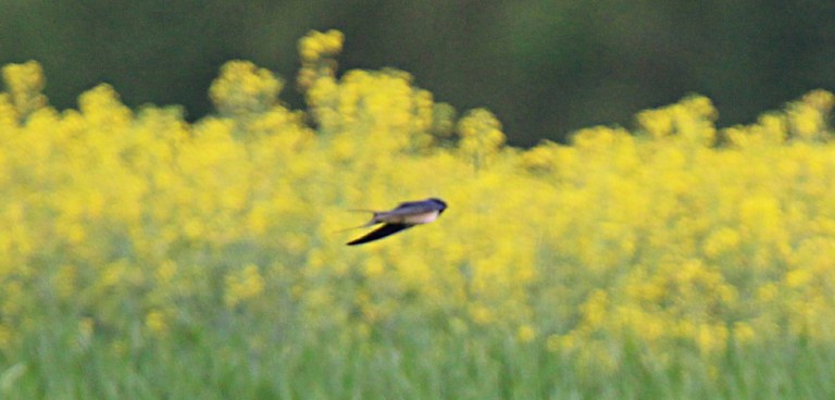 Rauchschwalbe im Flug